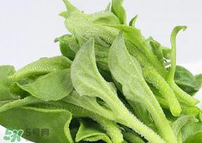 冰草可以放冰箱吗？冰草能用冰块保存吗？