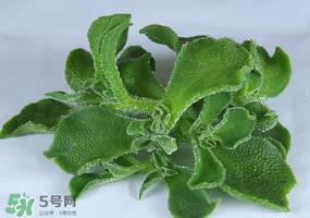 冰草可以放冰箱吗？冰草能用冰块保存吗？