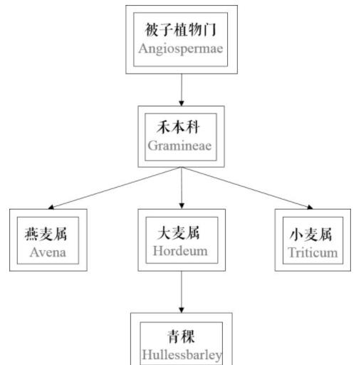 青稞是大麦吗？青稞是小麦吗