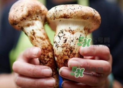 ​新鲜松茸用水焯吗？新鲜松茸洗时用水浸泡吗
