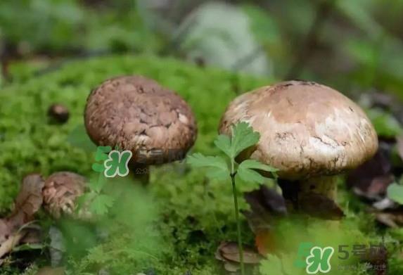 新鲜松茸用水焯吗？新鲜松茸洗时用水浸泡吗