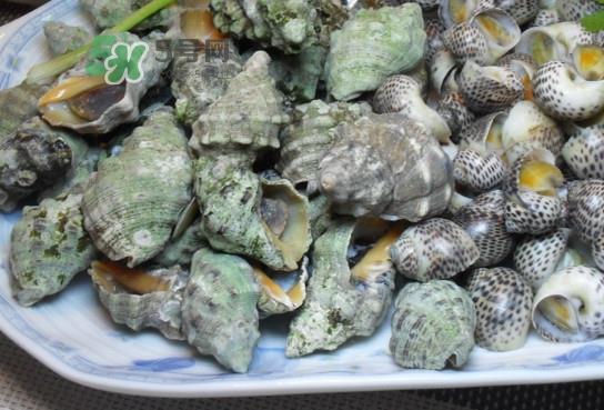 海螺怎么做好吃？海螺怎么清洗干净