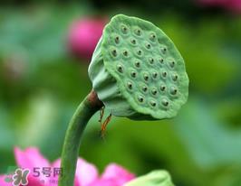 莲蓬多少钱一斤？莲蓬多少钱一个？