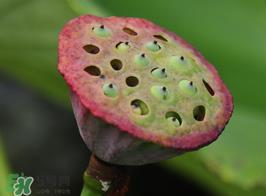 莲蓬多少钱一斤？莲蓬多少钱一个？
