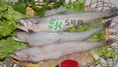 ​龙头鱼孕妇可以吃吗？孕妇能吃龙头鱼吗