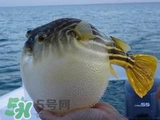 河豚怎么吃才没毒？吃河豚的禁忌
