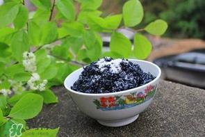 乌饭用什么叶子煮？乌饭用什么叶子图片？