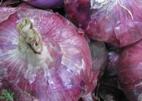 香菜可以和洋葱一起吃吗?香菜能和洋葱同吃吗?