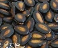 西瓜子的宜忌人群 西瓜子不是适合哪些人吃？