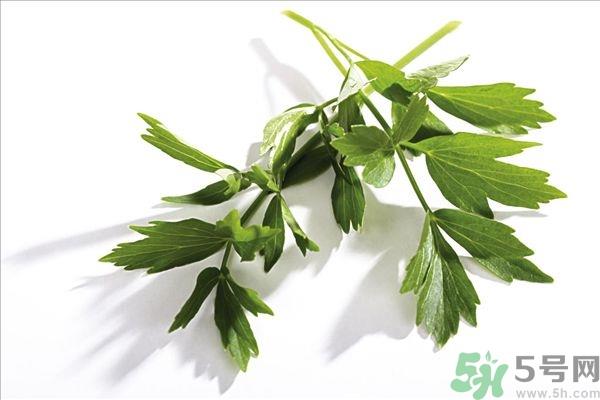 香菜可以祛斑吗?香菜祛斑的方法
