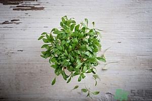 香菜可以祛斑吗?香菜祛斑的方法