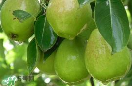 香梨怎么保存？香梨可以放冰箱吗？