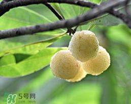 白杨梅多少钱一斤？白杨梅产地