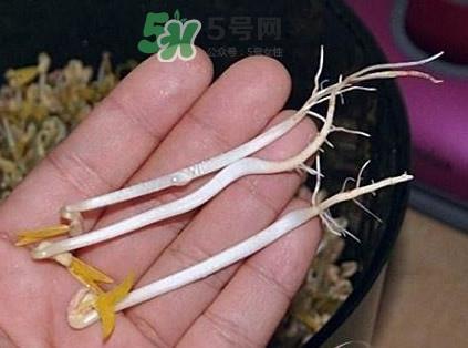 豆芽有根好还是无根好？无根豆芽与有根豆芽区别