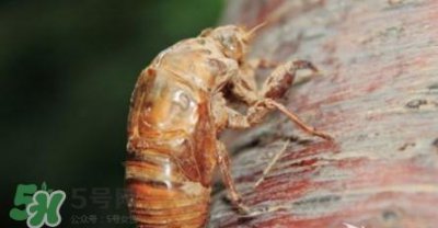 ​幼蝉猴孕妇可以吃吗？孕妇吃幼蝉猴有什么好处