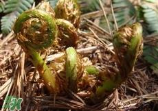 猴腿菜是什么菜?猴腿菜长什么样子?