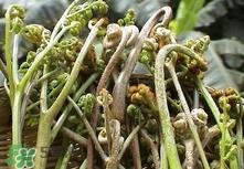 猴腿菜是什么菜?猴腿菜长什么样子?