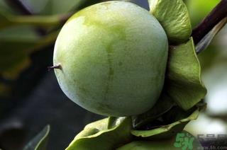 青柿子泡酒有什么作用？青柿子泡酒的功效