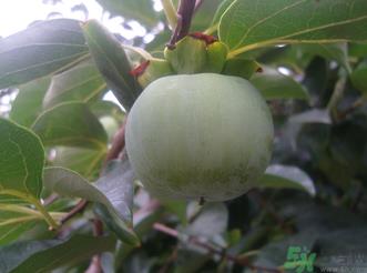 青柿子泡酒有什么作用？青柿子泡酒的功效
