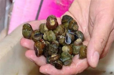 ​石螺有寄生虫吗 必须高温加热