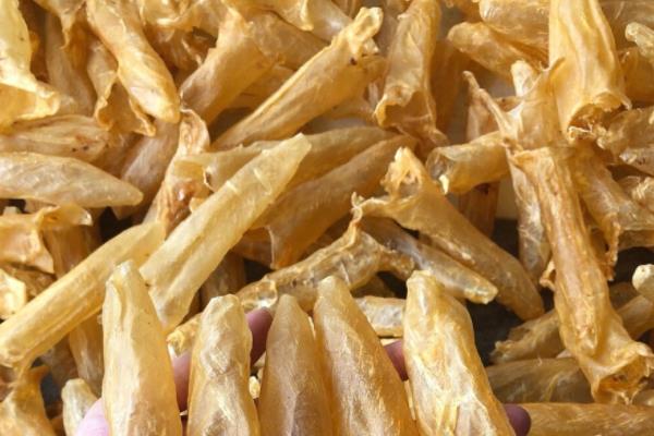 鱼胶能和银耳一起炖吗 当然是可以的