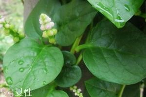 藤三七叶子怎么吃 食谱大全