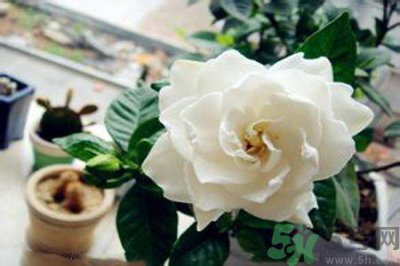 ​栀子花茶是热性还是凉性？栀子花茶是凉性的吗？