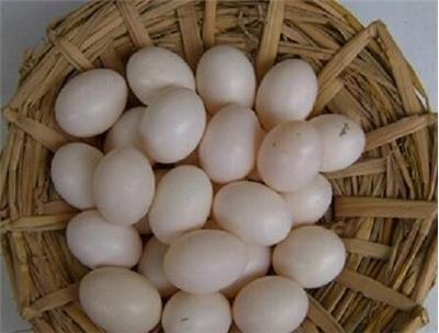 鸽子蛋吃多了会上火吗 吃鸽子蛋要注意什么