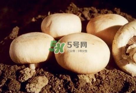 口蘑是发物吗？口蘑是白蘑菇吗