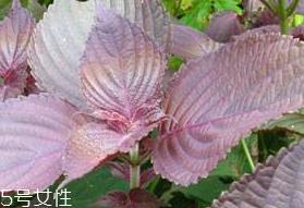 紫苏叶的形态特征 紫苏叶的外形是什么样？