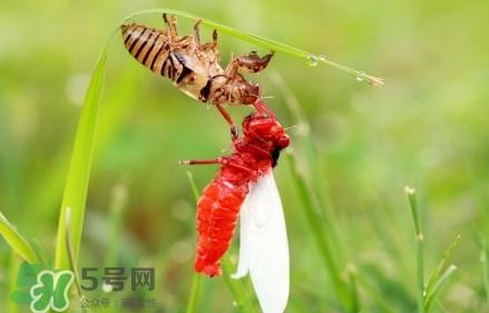 蝉蛹能吃吗？蝉蛹怎么做好吃
