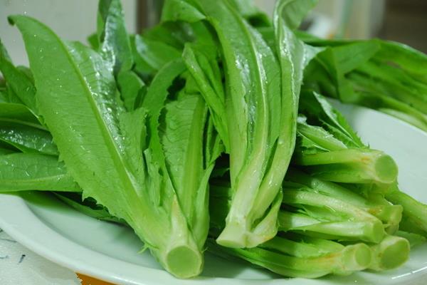 油麦菜是莴苣叶子吗 油麦菜是什么季节的蔬菜