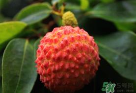吃荔枝会流鼻血吗？荔枝吃多了会流鼻血吗？