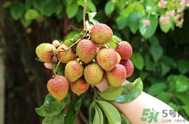 吃荔枝会流鼻血吗？荔枝吃多了会流鼻血吗？