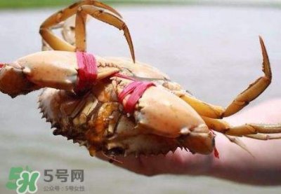 ​黄油蟹放冰箱能放多久？黄油蟹怎么挑选