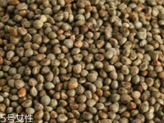 紫苏子是什么 紫苏的果实