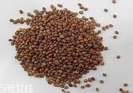 紫苏子是什么 紫苏的果实