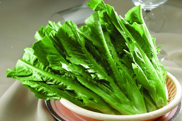 油麦菜是凉性的吗 油麦菜属于感光食物吗