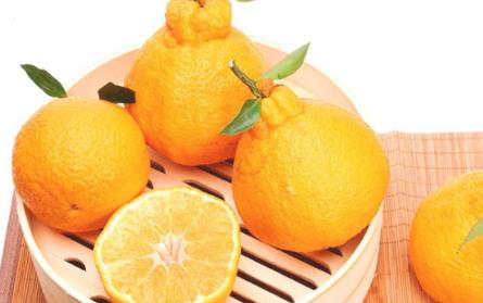 宝宝可以吃丑橘吗？孩子多大可以吃丑橘