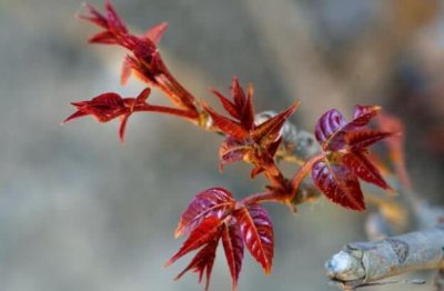 ​香椿芽适合几月份吃 香椿芽可以天天吃吗