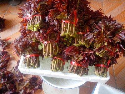 香椿芽适合几月份吃 香椿芽可以天天吃吗
