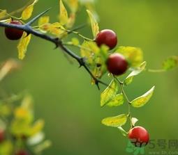 酸枣什么时候成熟？酸枣什么时候上市？