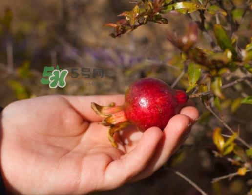 石榴为什么会生虫_石榴长虫怎么办_石榴长虫能吃吗