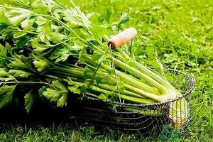 芹菜汁能去斑吗？芹菜汁可以做面膜吗？