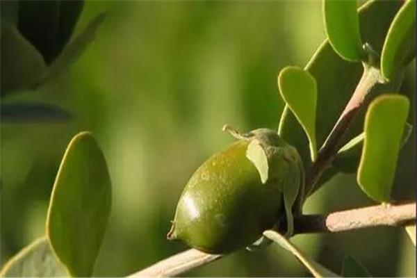 荷荷巴油会堵塞毛孔吗 荷荷巴油是什么