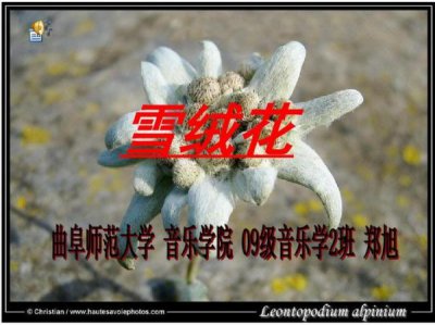 ​雪绒花 白酒(雪绒花白酒价格表)
