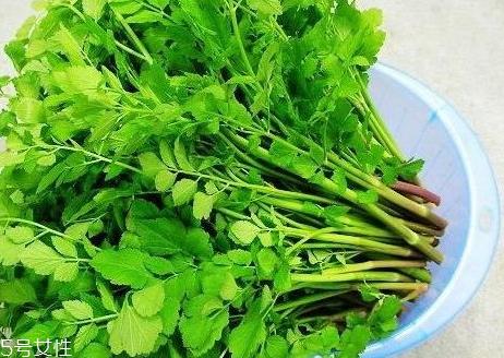 山芹菜怎么吃 山芹菜孕妇可以吃吗