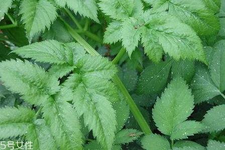 山芹菜怎么吃 山芹菜孕妇可以吃吗