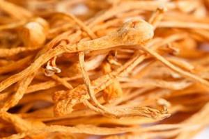 虫草花为什么那么黄 虫草花发黄能吃吗