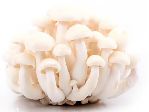 白玉菇和海鲜菇的区别 白玉菇和海鲜菇是一样的吗？